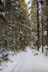 Fototapeta premium Walks in the spring forest. Northern forest in early spring under the blue sky.