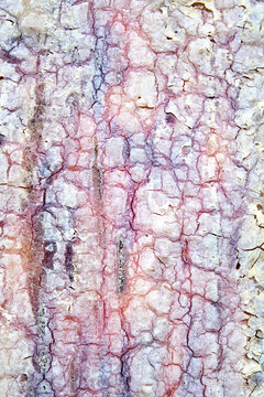 Abstract texture of colorful bark