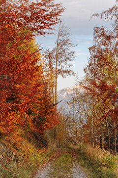 golden autumn in the forest with orange leaves on trees with a peeping mountain