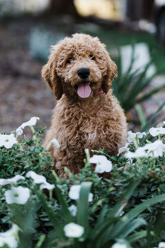 Groodle sitting in flowers