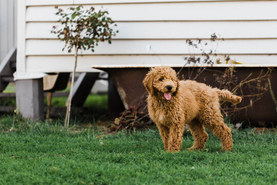 Groodle puppy stands in backyard