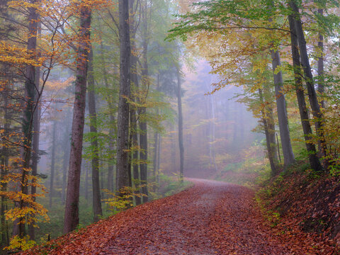 Foggy autumn forest