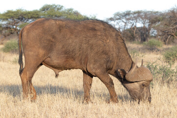Fototapeta premium Cape buffalo
