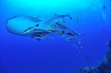 A whale shark that swims leisurely.