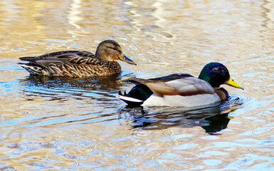 A pair of wild ducks swim in the river
