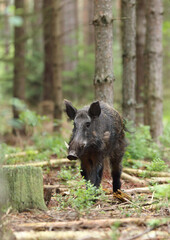 A dangerous male wild boar (Sus Scrofa) in pine forest
