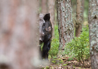 A dangerous male wild boar (Sus Scrofa) in pine forest