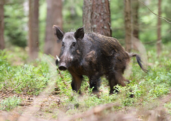 A dangerous male wild boar (Sus Scrofa) in pine forest