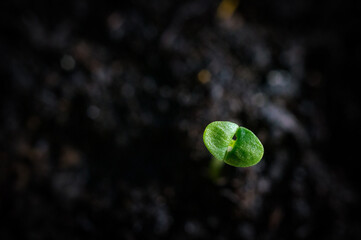 Macro shot of young seedling in soil
