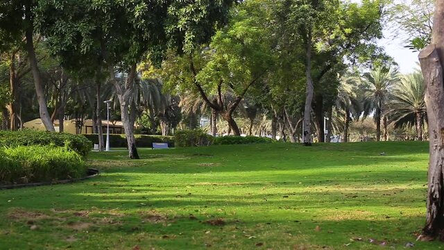 Lawn in the city park against the background of the cityscape.