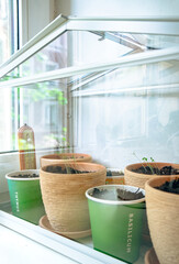 Flowerpots with young seedlings in a greenhouse