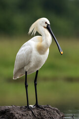 Eurasian spoonbill or common spoonbill, Platalea leucorodia, standing on a hill of clay.