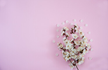 Flower arrangement. Spring branches of a blooming apricot with crumbling white petals on a light pink background. Free space.
