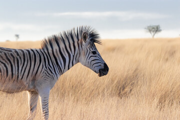 zebra in the savannah