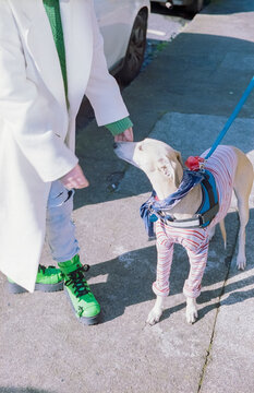 Anonymous Perons Pets a Dog on the Street