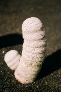 White cactus mammillaria