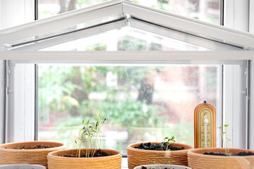 Flowerpots with young seedlings in a greenhouse