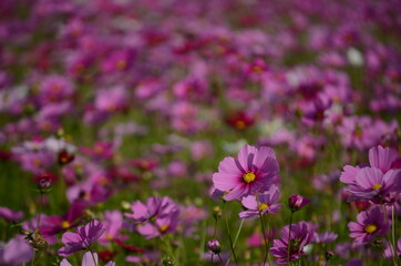 Obraz premium コスモス畑