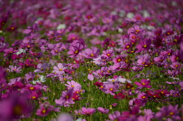 Obraz premium コスモス畑