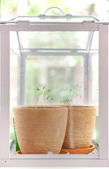 Flowerpots with young seedlings in a greenhouse