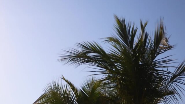 Palm tree on a background of blue sky on a windy day.