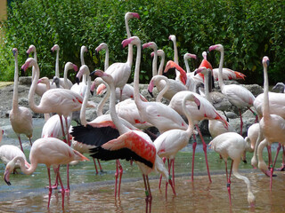 Fototapeta na wymiar Ein Schwarm rosa Flamingos reckt schreiend die Hälse hoch.
