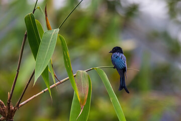 Black Drongo (Dicrurus macrocercus) in nature