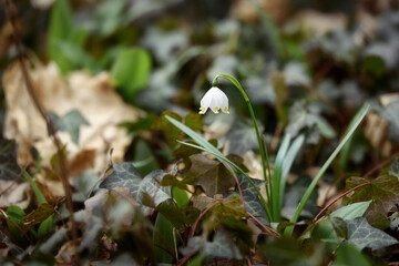 spring snowflake flowering blossom Leucojum vernum in the wood