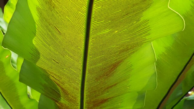 Green leaf Bird's nest ferns (Asplenium nidus)