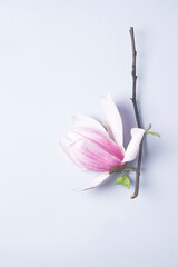 Magnolia springtime minimalistic still life. Beautiful pink magnolia flowers on the soft blue background, copy space for graphic design. Zen natural concept