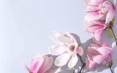 Fototapeta na wymiar Beautiful pink magnolia flowers on the soft blue background, bright sunlight. Top view, flat lay, copy space. Spring minimalistic floral concept