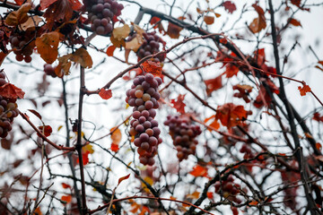 Bunches of ripe grapes hang from branches with withered leaves.