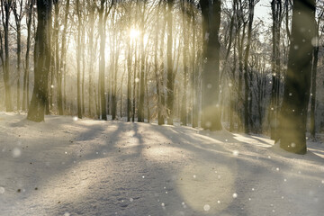 Christmas fairy tale forest