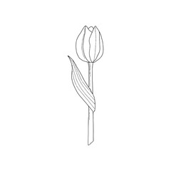 tulip flower line drawing vector illustration