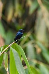 Black Drongo (Dicrurus macrocercus) in nature