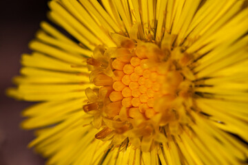 Coltsfoot flower in the forest, close up	