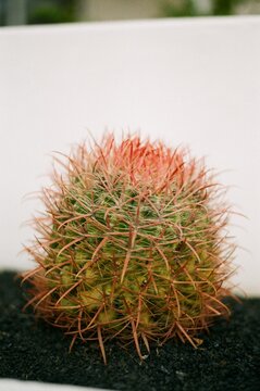 Ferocactus viridescens