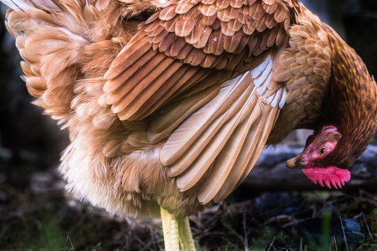 close up of red hen