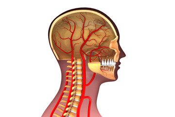 Human head cross section.3d illustration