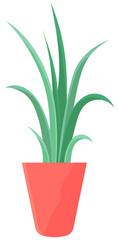 Decorative green plant with long leaves in ceramic pot, pot with houseplant. Home interior plant