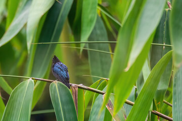 Black Drongo (Dicrurus macrocercus) in nature