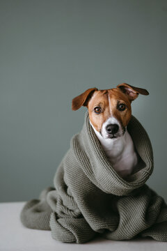 A cute dog in a wool sweater.