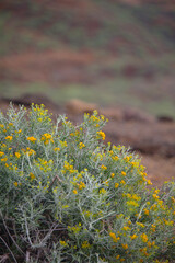 Obraz premium Yellow flowering shrub Schizogyne sericea growing in dry regions of Madeira and the Canary Islands (Tenerife, Spain)