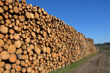 Holz