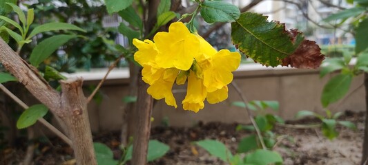 Obraz premium Terrific yellow flower in the garden with green leaves