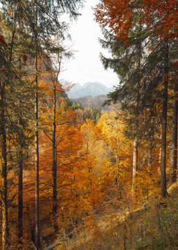 golden autumn in the forest with orange leaves on trees