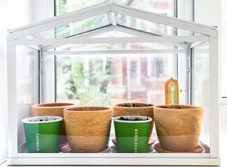Flowerpots with young seedlings in a greenhouse
