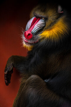 Mandrill
