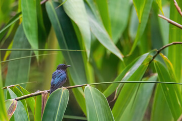 Black Drongo (Dicrurus macrocercus) in nature