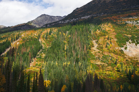The remains of a clear cut forest.